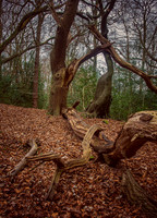 Epping Forest