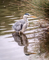 Wildlife