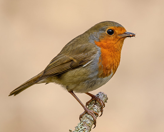European Robin with insect