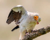 Egyptian Vulture