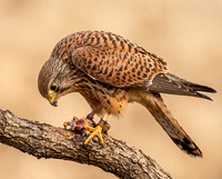 Common Kestrel
