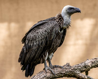 White Headed Vulture