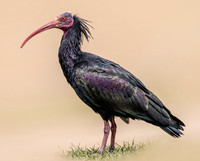 Northern Bald Ibis