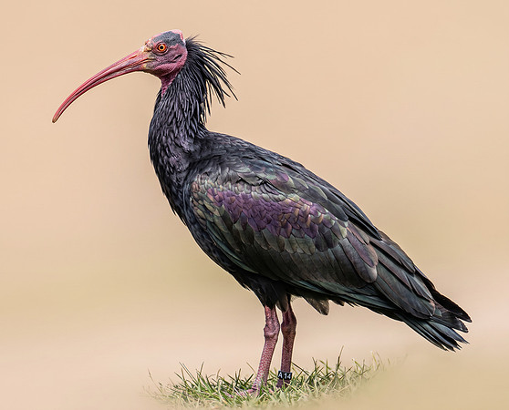 Northern Bald Ibis