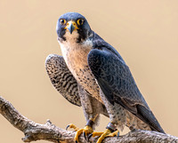 Peregrine Falcon
