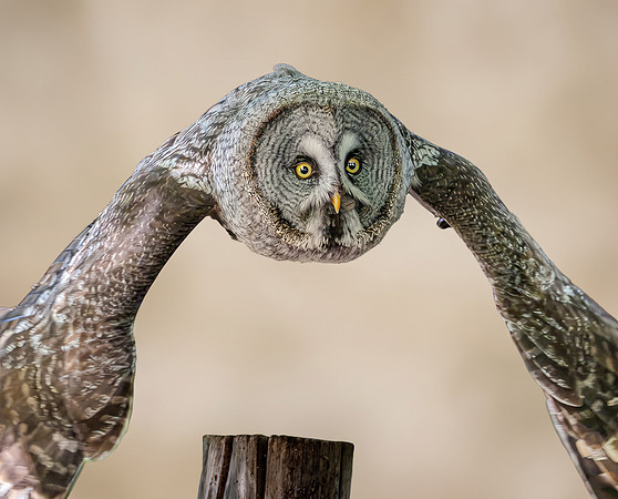 Great Grey Owl