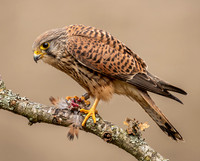 Common Kestrel