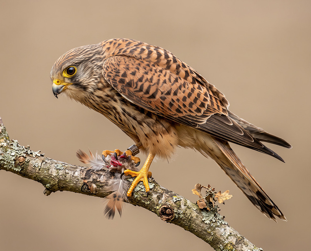 Common Kestrel