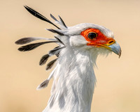Secretary bird