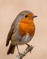 European Robin