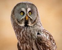 Great Grey Owl