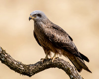 Black Kite