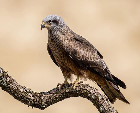 Black Kite