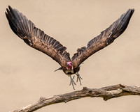 Hooded Vulture