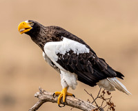 Steller's Sea Eagle