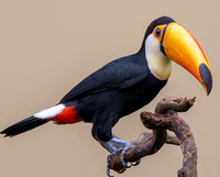 Toucan