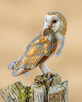 Barn Owl with Vole