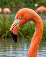 Flamingo with Water