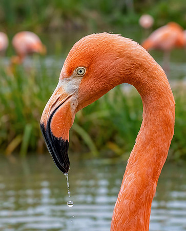 Flamingo with Water