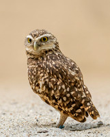 Burrow Owl