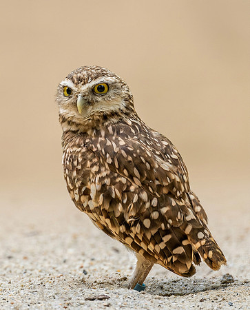 Burrow Owl