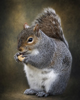 Fine Art Squirrels