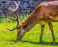 Bushy Park