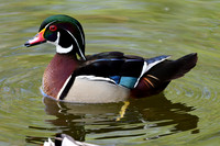 Peacocks, Squirrels & Duck