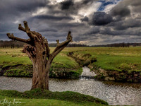 Richmond Park