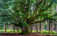 The Witches Tree