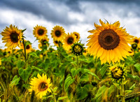 Sunflowers