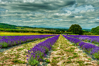Lavender Fields