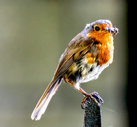 Birds & Bee